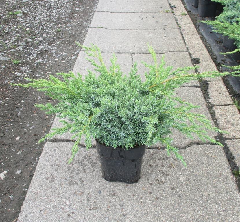 Можжевельник чешуйчатый Блю Свид